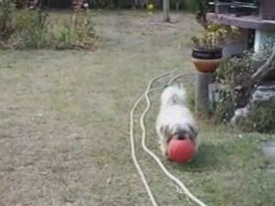 Des animaux malheureux
