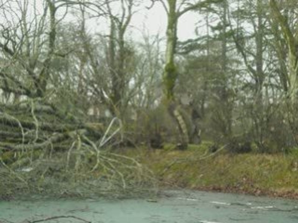 Tempéte de 2009 landes