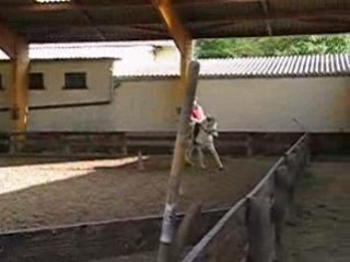Au galop diabolo