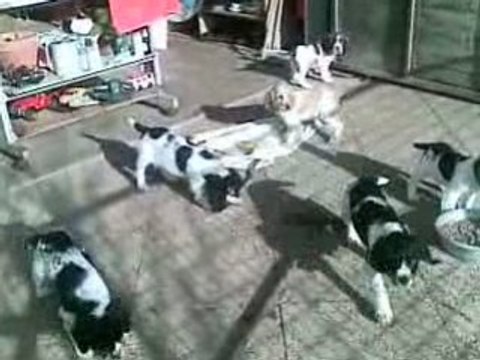 DETENTE ET PETITES BETISES Chiots disponible de 2 mois