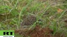 Hedgehog vs Wolves: Teeth against Thorns
