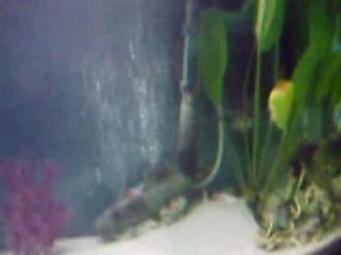 mon aquarium 120 litres 002