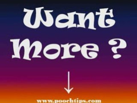 Dogs: Dog Training Tips No Perfect Dog