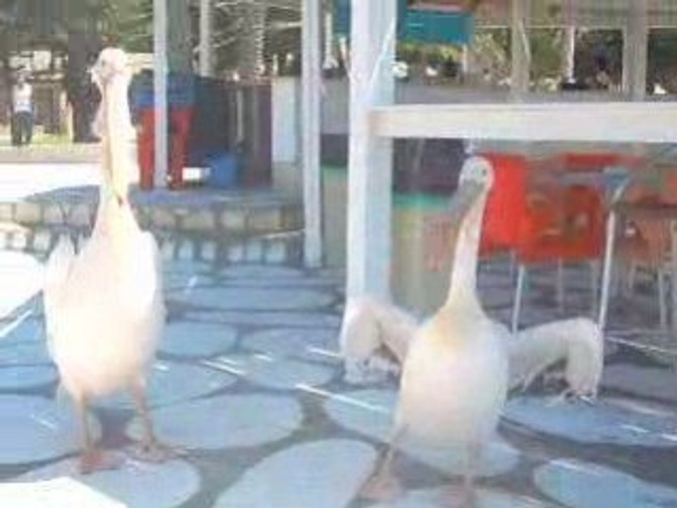 Pelikani