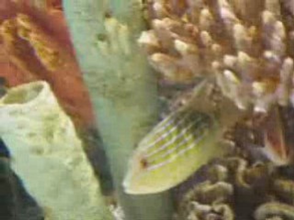Akvaryum