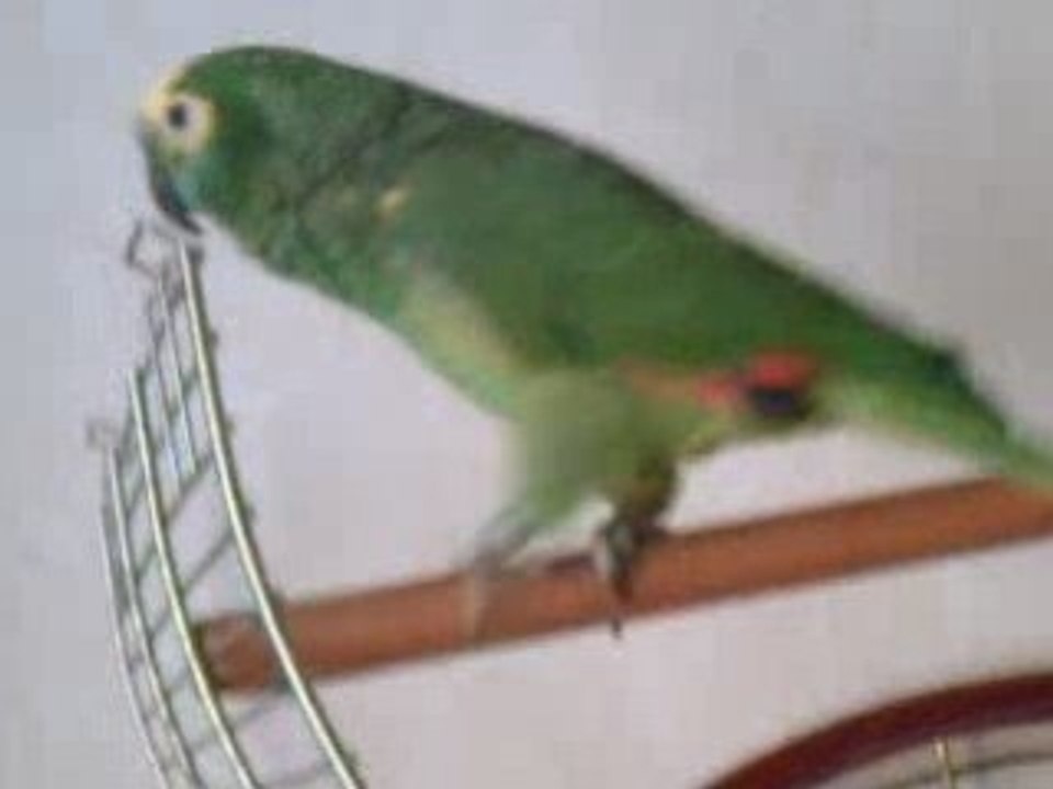 perroquet amazone yago