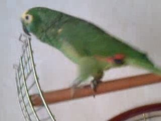perroquet amazone yago