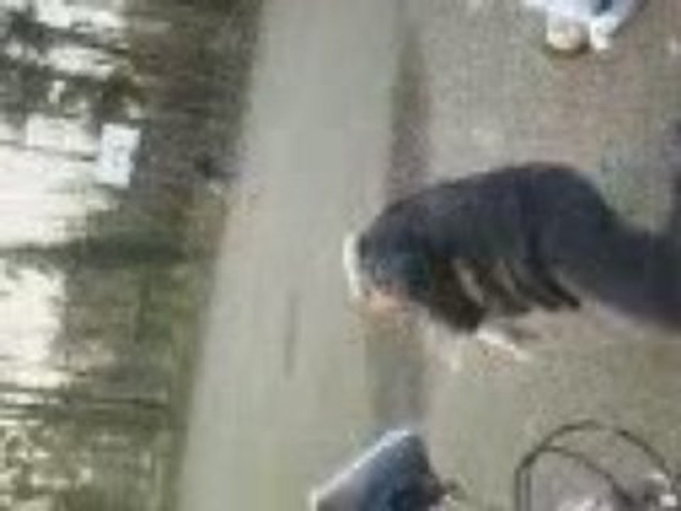 video catche 6
