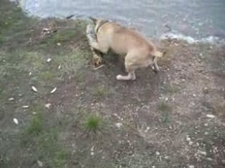 bull terrier Oxmo 1an