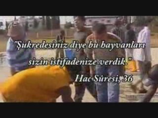 Kimse Yok mu Kurban seferberliği 2008