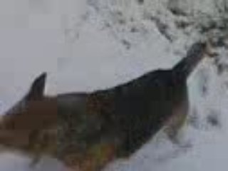 SHORTY  DECEMBRE 2008