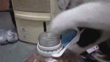 Умная кошка