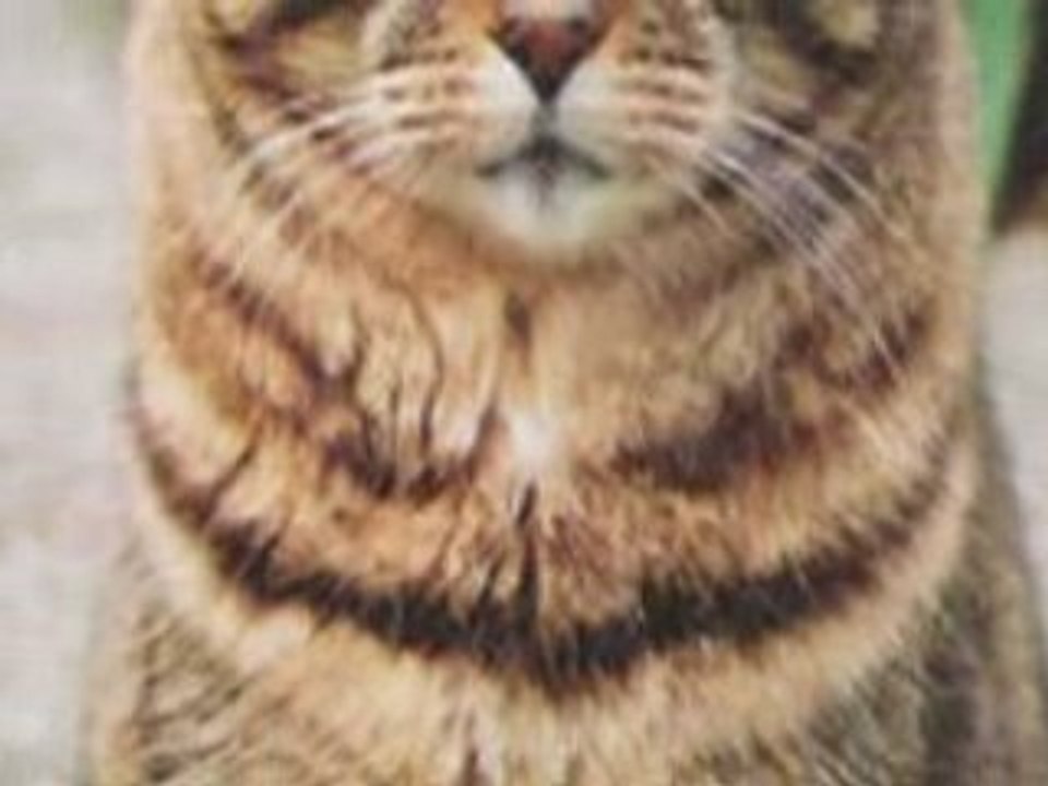 Tigerstar Tribute