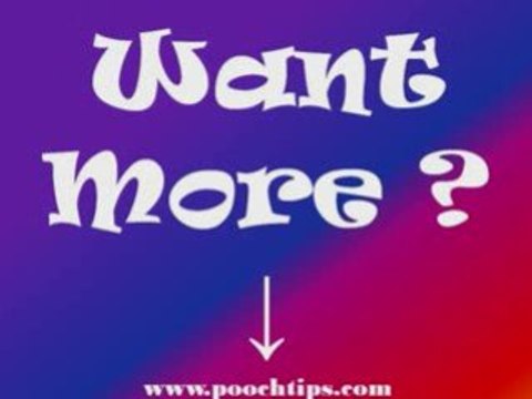 Dogs: Dog Training Tips No Perfect Dog -3