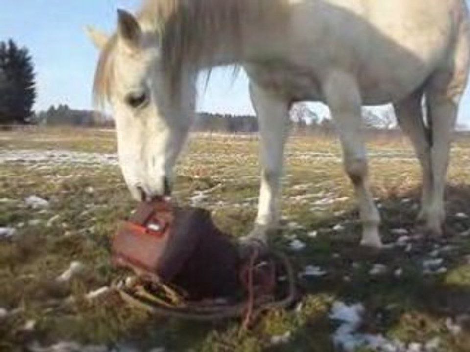 Fidjy qui s'amuse ^^
