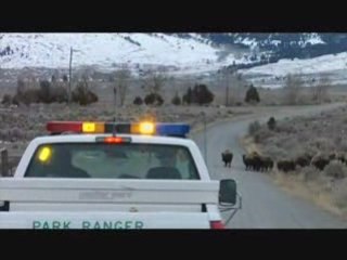 The Bison Haze_ A Yellowstone Controversy PART ONE