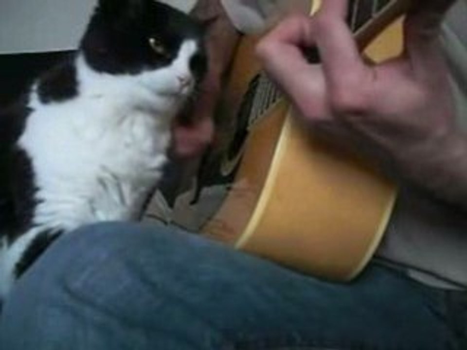 Chat calin guitare