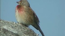 Linotte mélodieuse