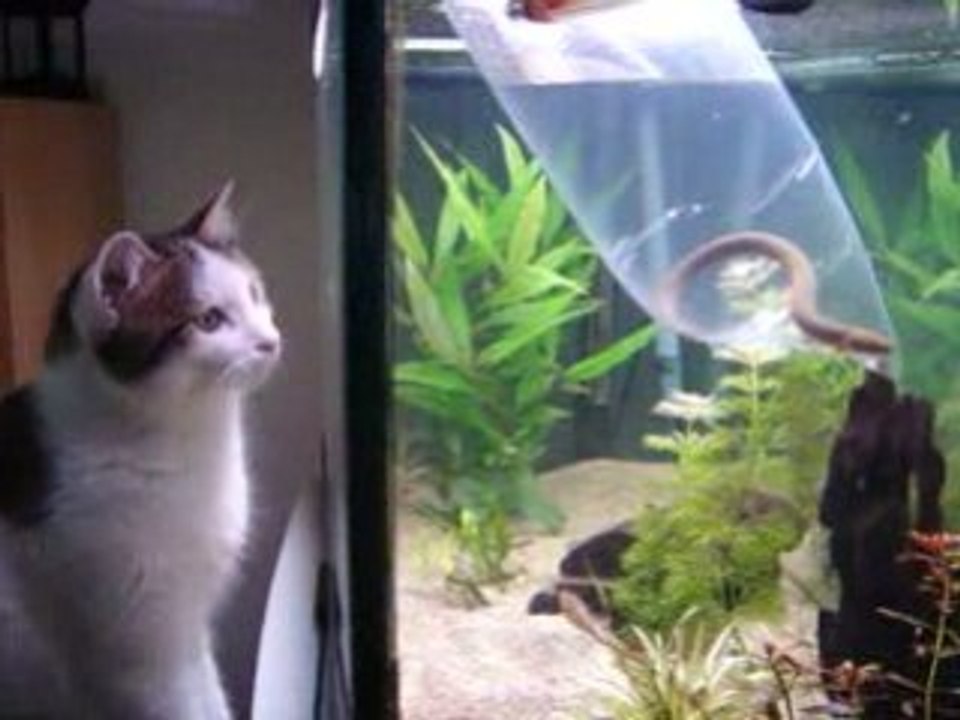 poisson roseau