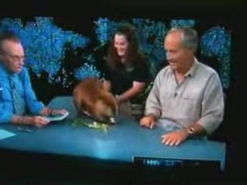 Thank You Beaver