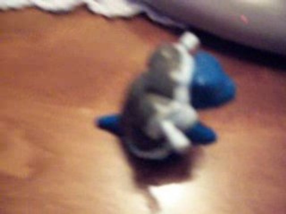 pokemon donjon mystere ep 32 : Carapuce et Tortank