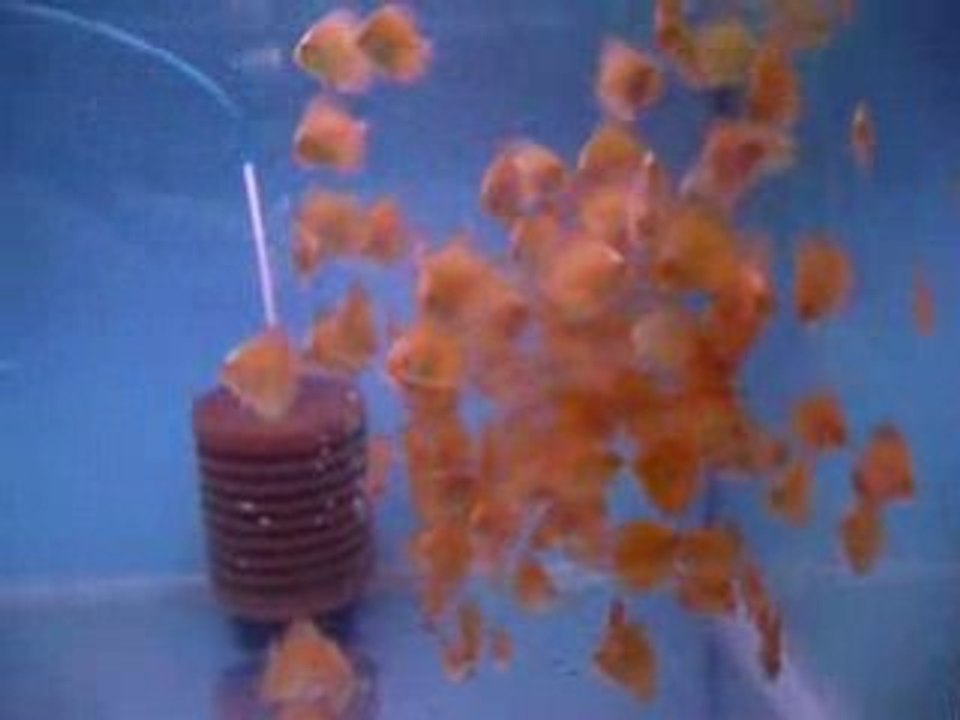 Butterfly discus yavruları yemleme