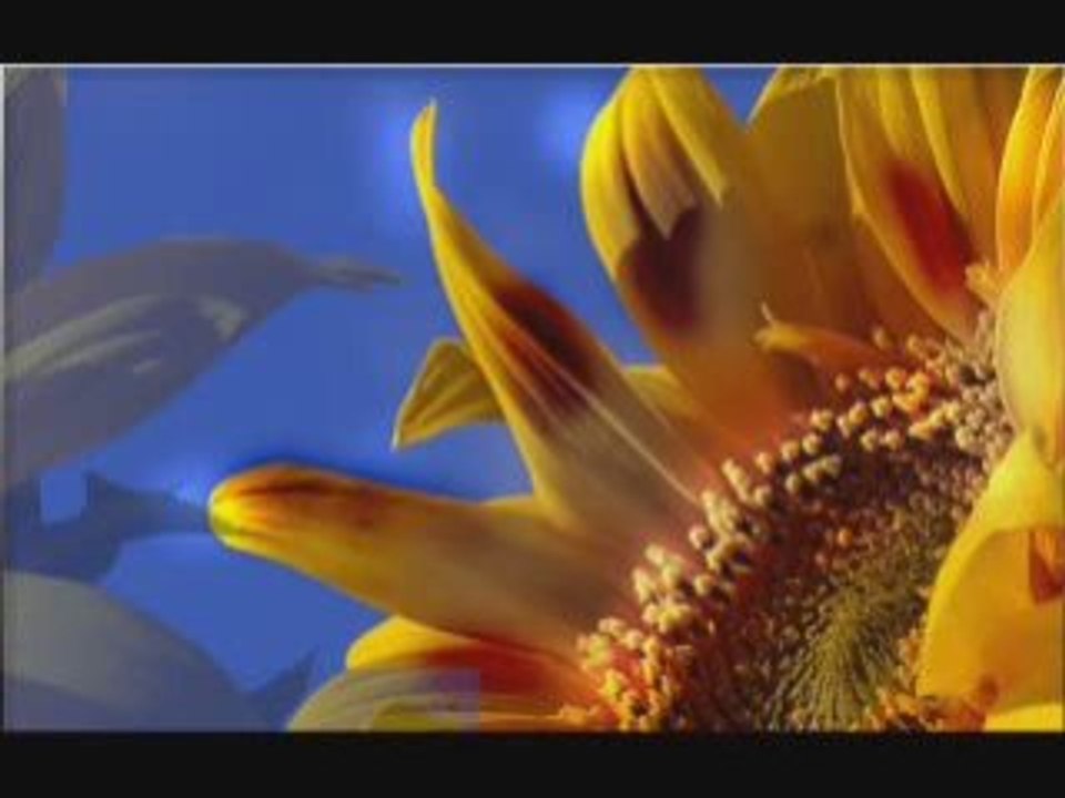 Love is But a Dream - Video Poetry