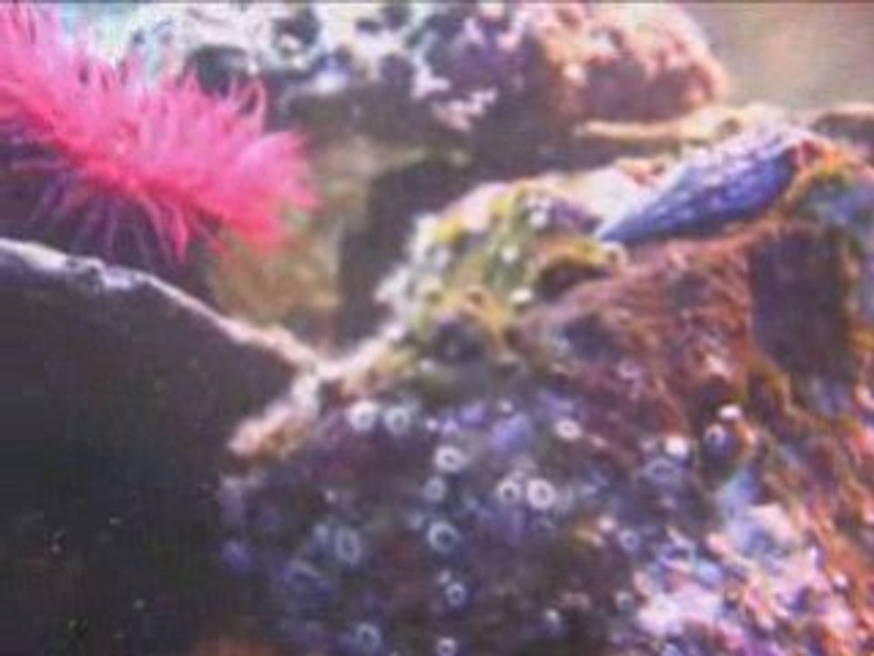 Janvier Aquarium Méditerranéen personel