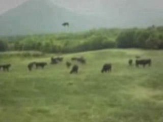 8.Cow being abducted