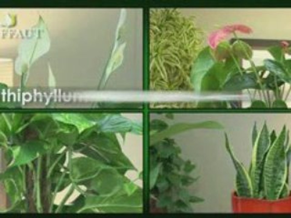 Plantes-depolluantes