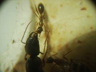 FOURMIS / Camponotus_fellah trophallaxie 2