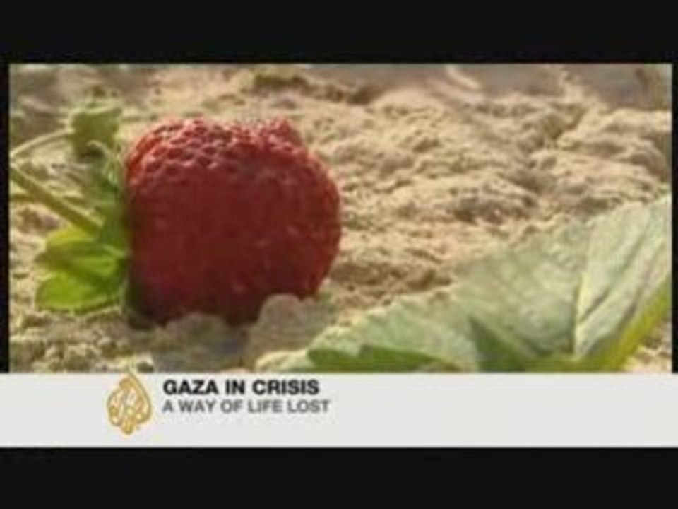 Gaza farmers devastated by war