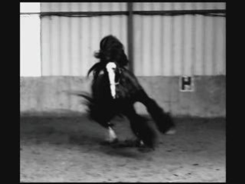 Séance liberté et montée quartoon's