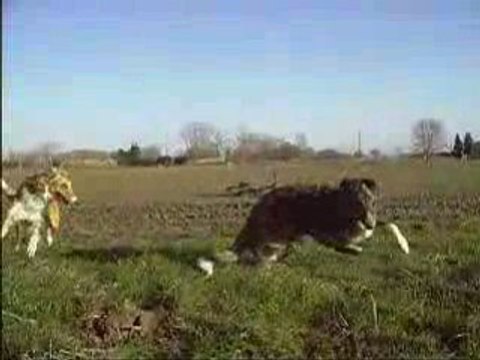 Barzoï Du joyau des bois en promenade