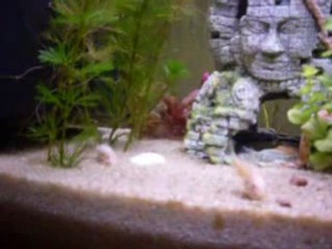 corydoras