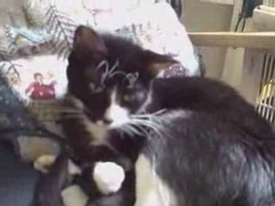 Games People Play (Cat version)