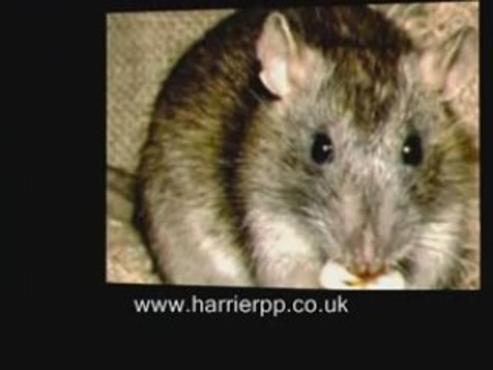 Pest Control In Cheshire Lancashire Manchester