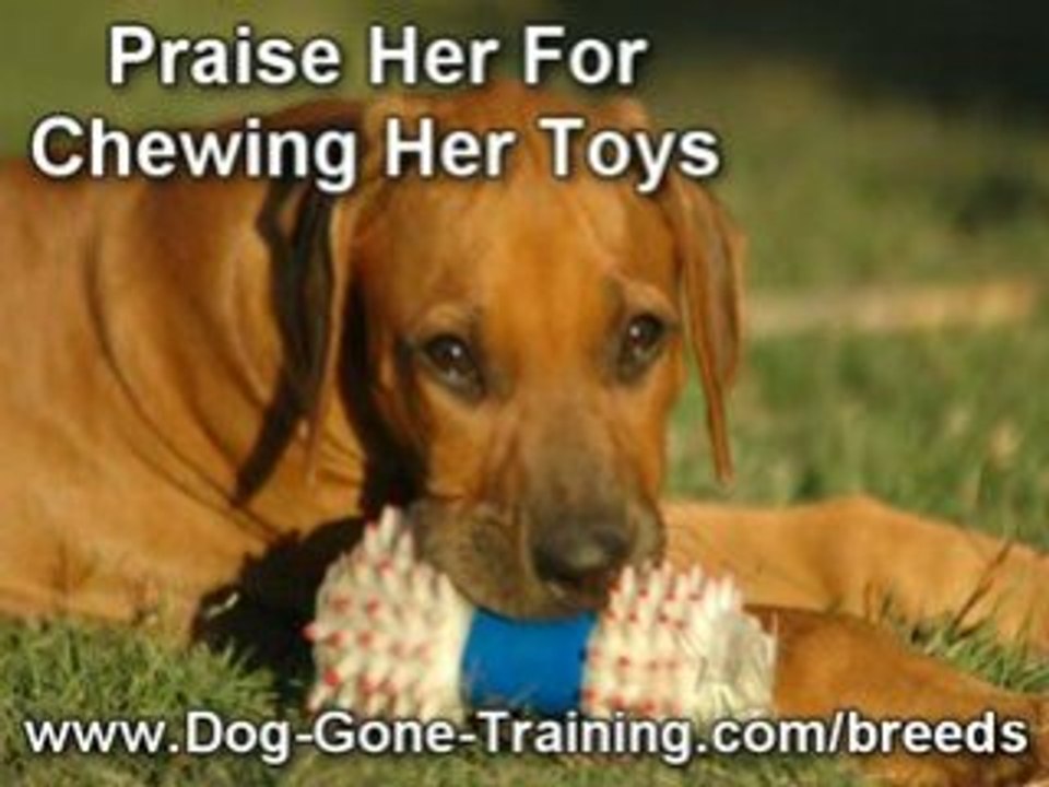 How To Stop Dog Chewing Your Stuff video Dailymotion