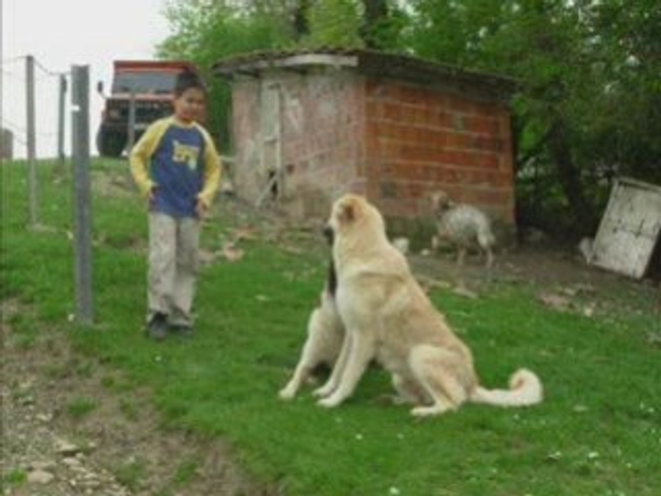 Yiğithan