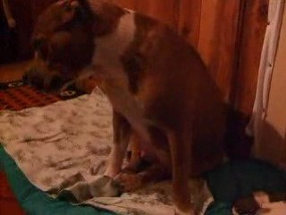 Video bulle 001