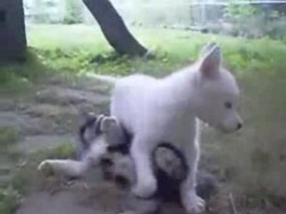 Funny Siberian Husky