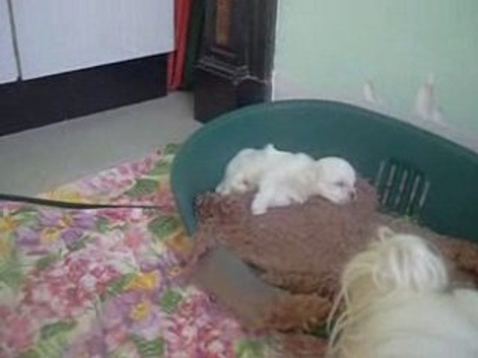 S1053843 bébés valse bambi elisa 30 01 09