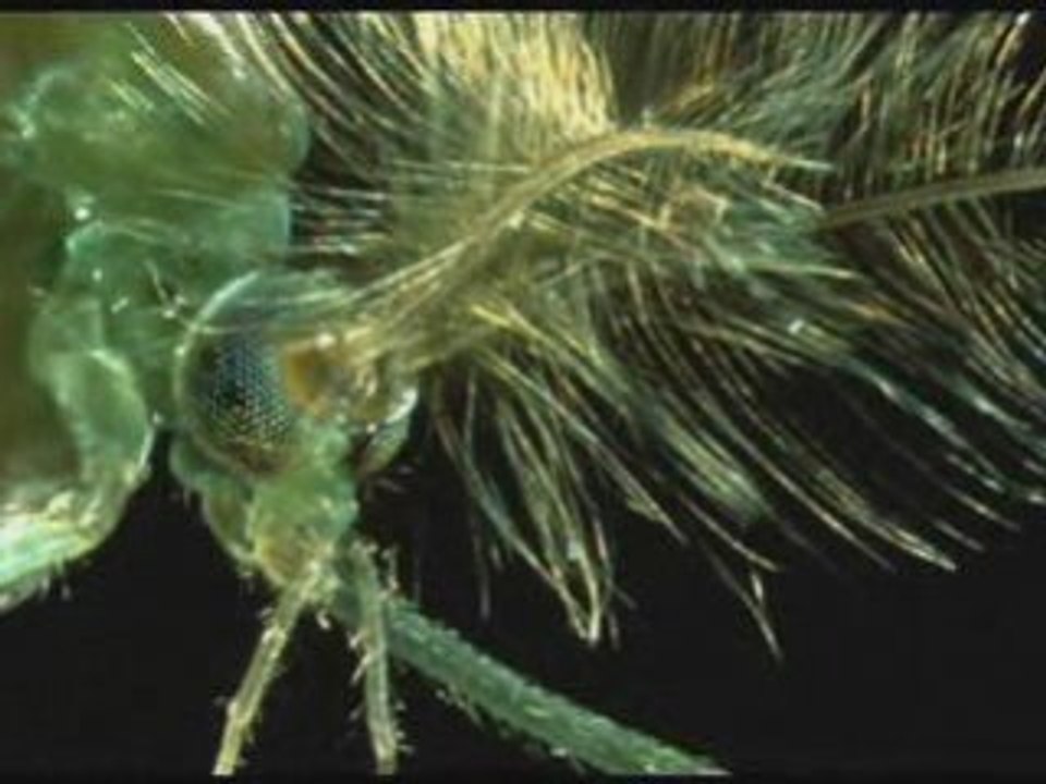 Ahmed Boukhatir - Anachid - Ya man yara