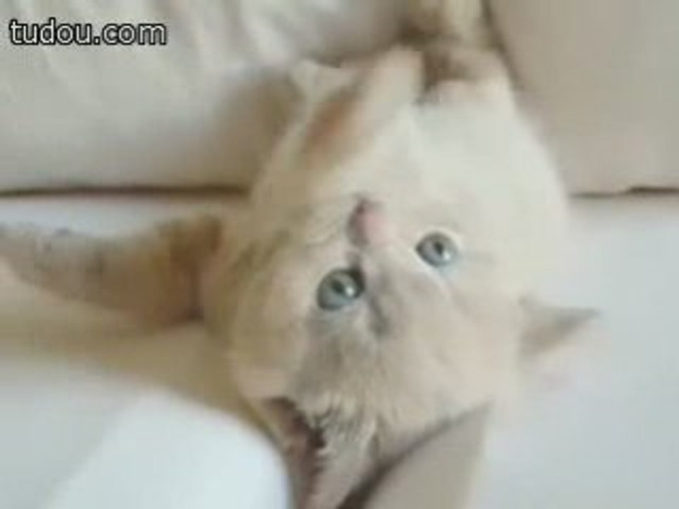cute cat
