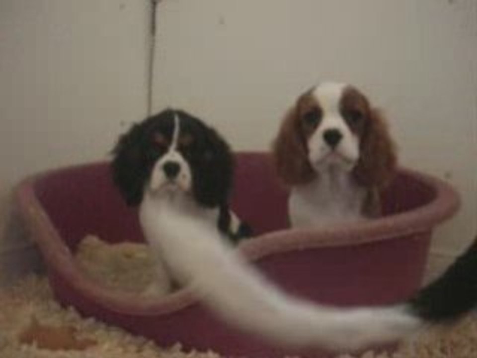 drew barrymore, cavalier king charles