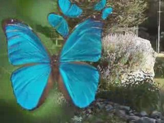 Papillons,abeilles et Cie