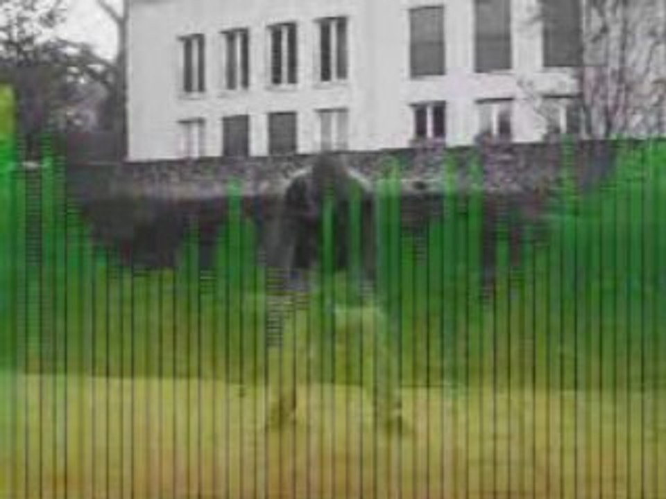 Montage Baboo Hardstyle [ X-FoRiA ]