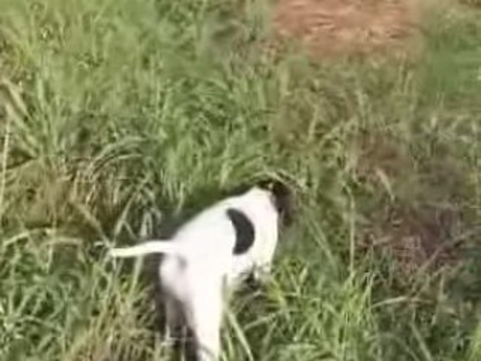 how to work English pointer