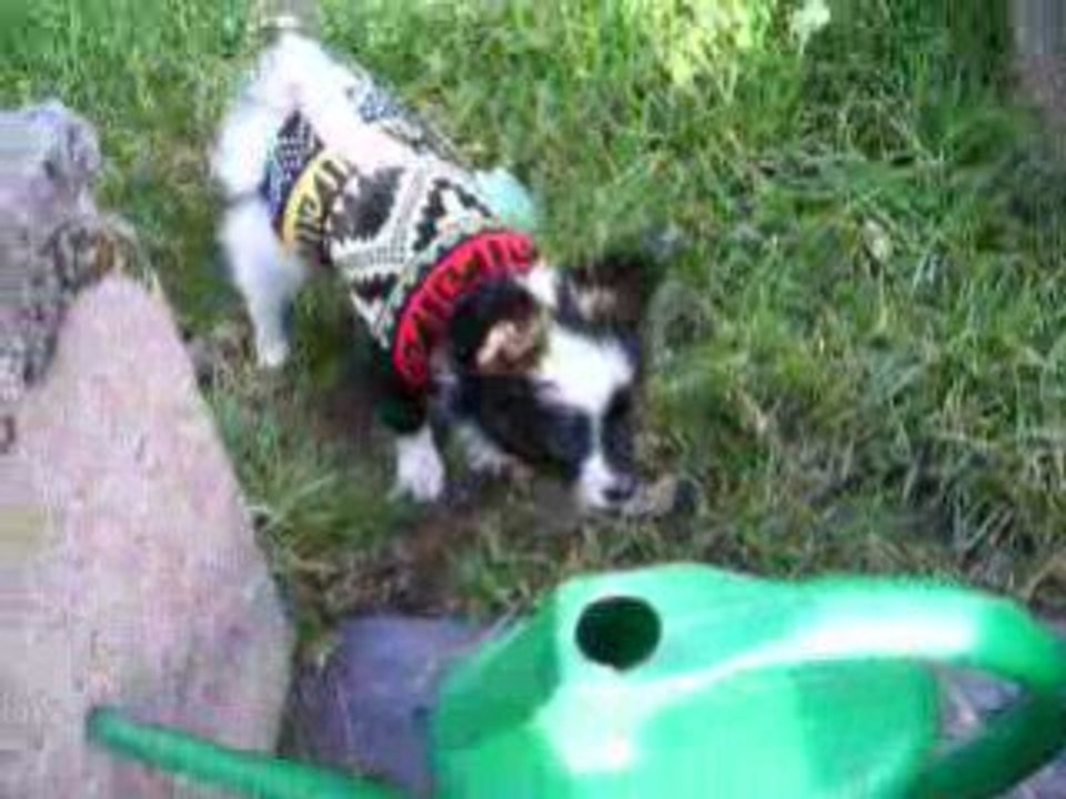 Première sortie des chiots sur l'herbe.