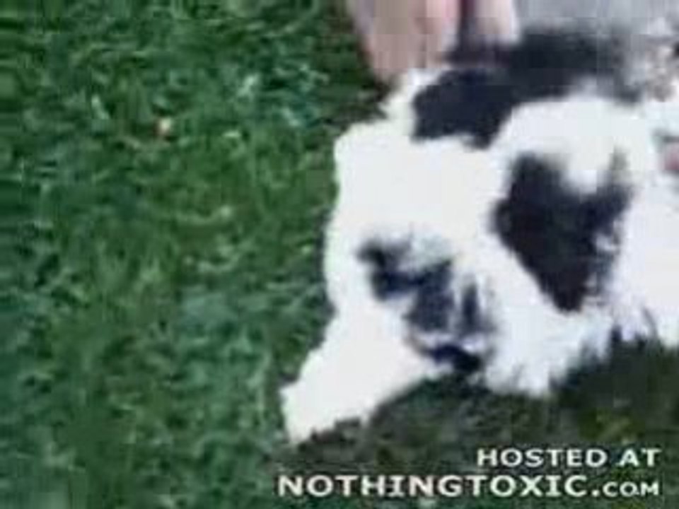 Dogs and tortoise don't mix - VIDEO